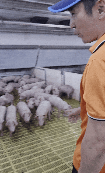 본문 이미지 - 윤진현 전남대 동물자원학부 교수가  팜스코 이천농장에서 직접 돈사 안에 들어가 사람에게 다가오는 시간을 측정하는 방법으로 돼지들의 동물복지를 평가하고 있다. ⓒ 뉴스1 한송아 기자