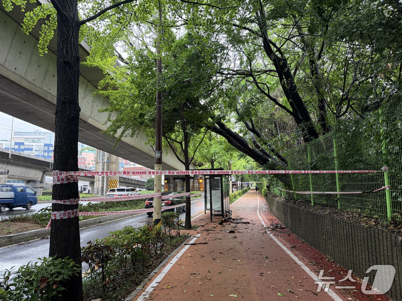 (부산=뉴스1) 이주현 기자 = 20일 부산 진구 부암동 부암동 동서고가도로에서 나무가 넘어진 사고 발생해 도로 통행에 차질을 빚었다. 소방 당국이 현장에 출동해 쓰러진 나무를 제 …