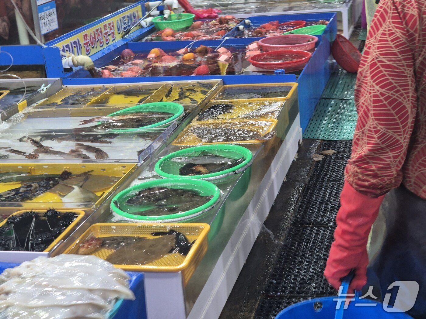본문 이미지 - 주말인 20일 강원 동해안 최대 어장인 주문진항 어판장에 싱싱한 횟감이 진열돼 있다. 2026.6.20/뉴스1 윤왕근 기자