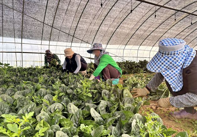"제철 경계 허문다"…롯데마트, 고랭지 시금치·스마트팜 딸기 선봬