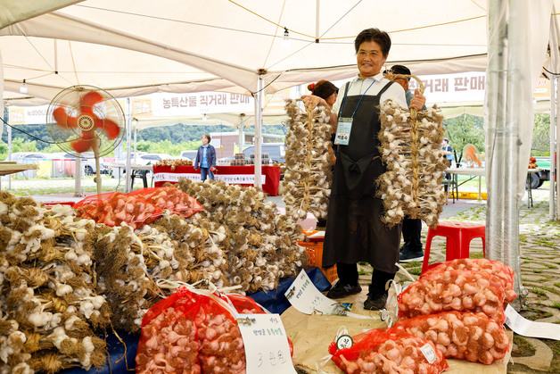 "마늘 한접에 4만원 거래"…단양마늘축제, 7월 17일 개막