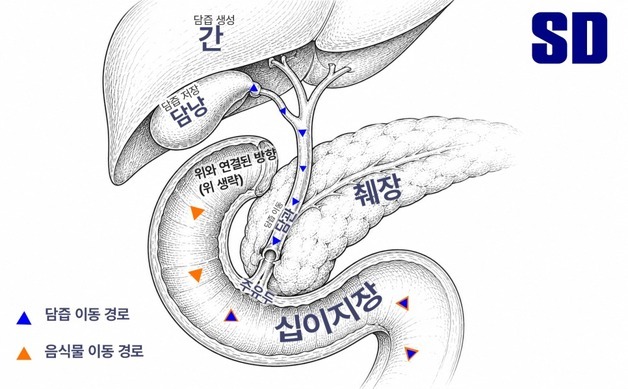 담낭 터진 줄 알았는데…고양이 십이지장 천공 세계 첫 보고