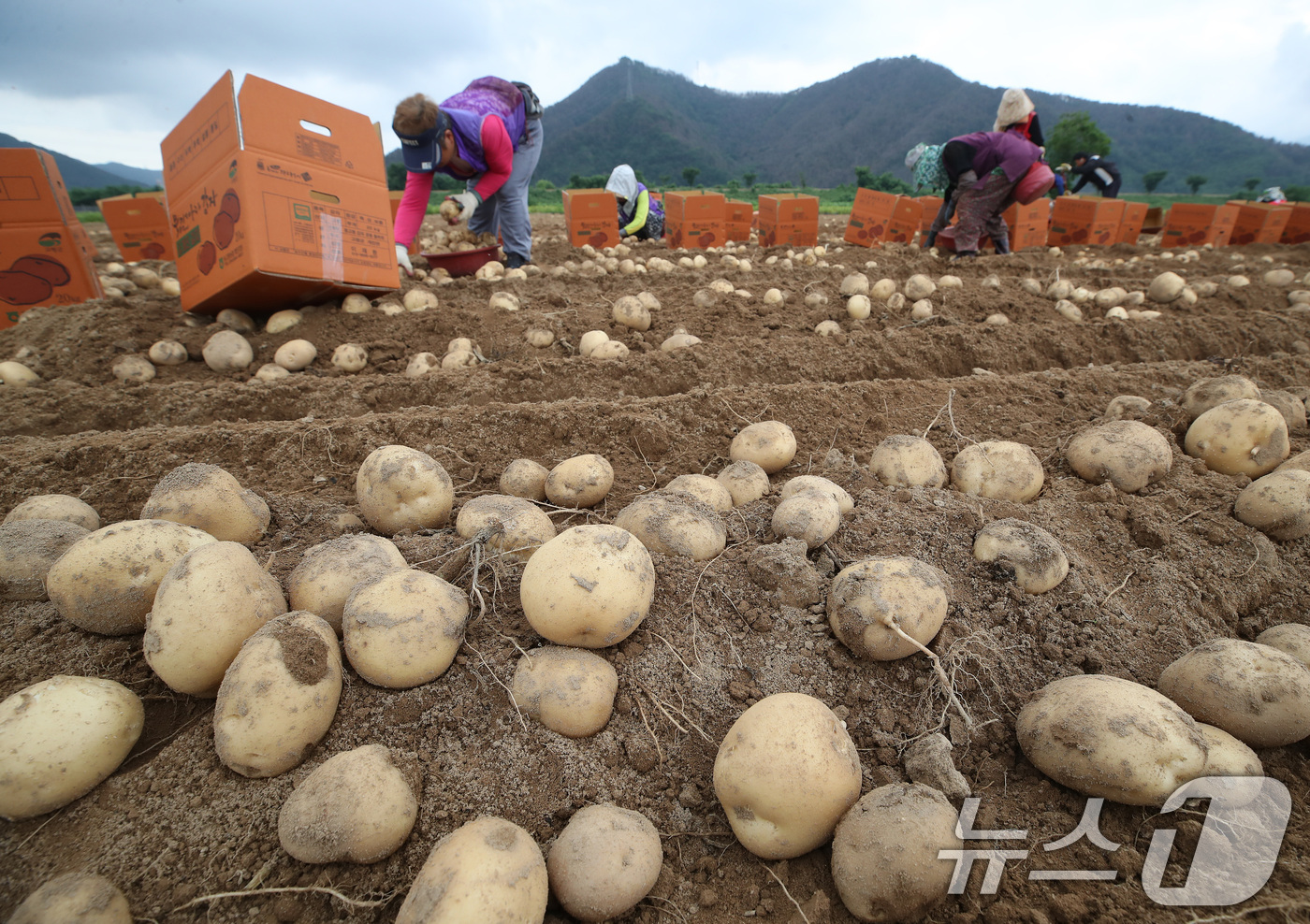 (고령=뉴스1) 공정식 기자 = 22일 경북 고령군 개진면 한 감자밭에서 비 예보를 앞두고 농민들이 부지런히 감자를 수확하고 있다. 하지(夏至) 무렵 수확하는 고령군 대표 작물인 …