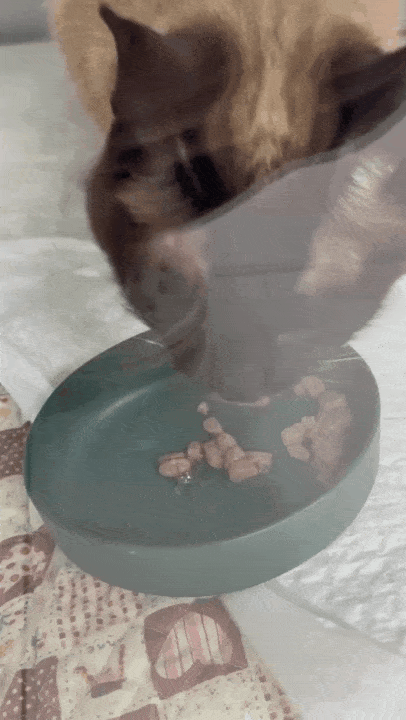 본문 이미지 - 수술 후 입원 치료를 받으며 상태가 안정된 티니(월드펫동물메디컬센터 제공) ⓒ 뉴스1