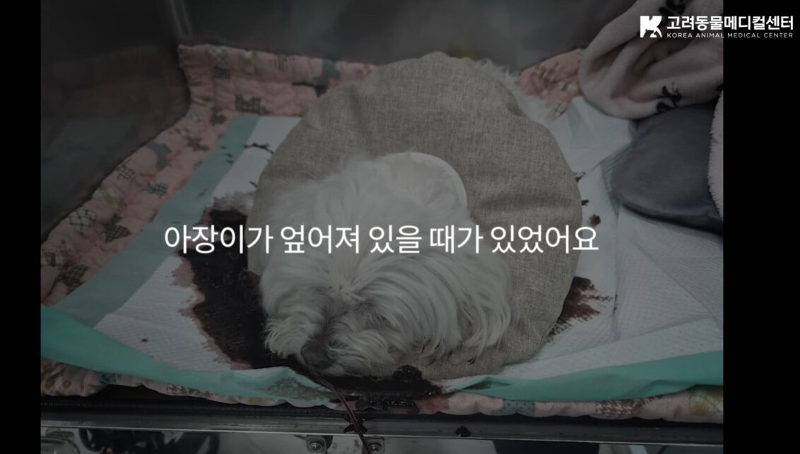 본문 이미지 - 입원 치료 중 혈변을 쏟으며 상태가 악화한 아장이(고려동물메디컬센터 유튜브 갈무리) ⓒ 뉴스1