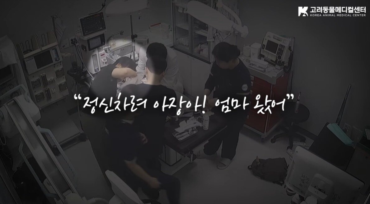 본문 이미지 - 의의료진이 응급 처치를 하는 도중 보호자들이 아장이를 부르며 깨우는 모습(고려동물메디컬센터 유튜브 갈무리) ⓒ 뉴스1