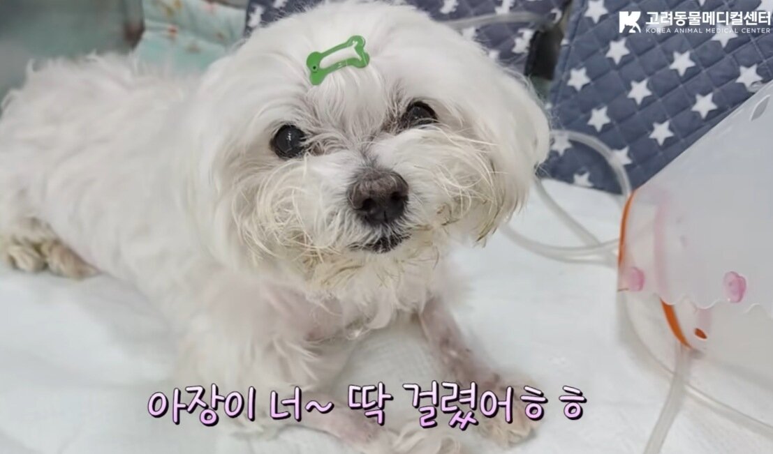 본문 이미지 - 입원 치료 중 기력을 차린 아장이의 모습(고려동물메디컬센터 유튜브 갈무리) ⓒ 뉴스1
