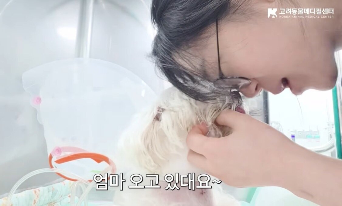 본문 이미지 - 박소영 고려동물메디컬센터 통합진료센터장이 아장이와 교감하고 있다(유튜브 갈무리). ⓒ 뉴스1