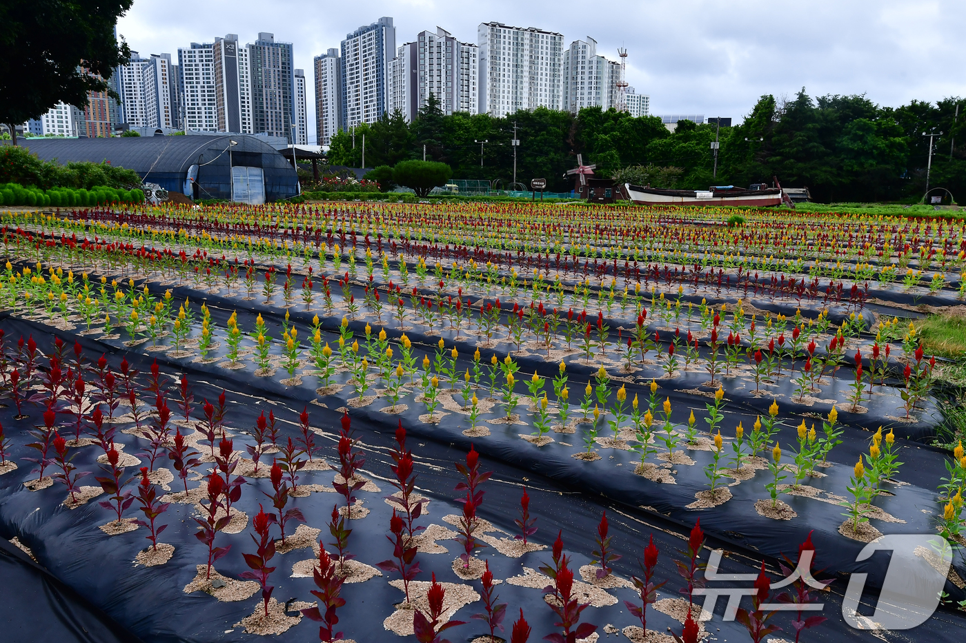 (포항=뉴스1) 최창호 기자 = 24일 오전 경북 포항시 남구 상대동 뱃머리 국화 밭 한쪽에 촛불(불꽃)맨드라미들이 피어있다. 2026.6.24/뉴스1