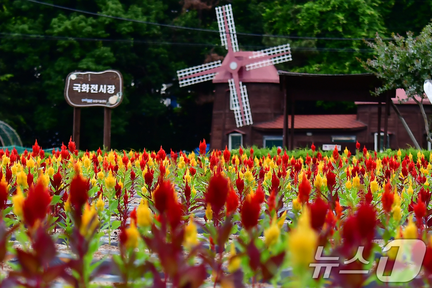 (포항=뉴스1) 최창호 기자 = 24일 오전 경북 포항시 남구 상대동 뱃머리 국화 밭 한쪽에 촛불(불꽃)맨드라미들이 피어있다. 2026.6.24/뉴스1
