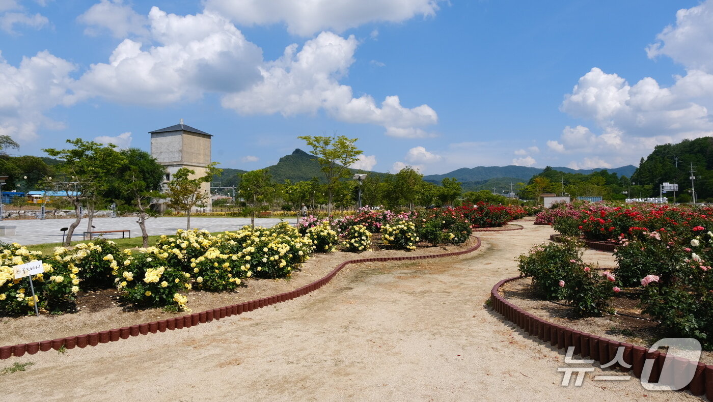 본문 이미지 - 충북 영동군 추풍령급수탑공원에 가을 장미가 만개해 시민들의 눈길을 사로잡고 있다.(영동군 제공. 재판매 및 DB금지)/뉴스1 