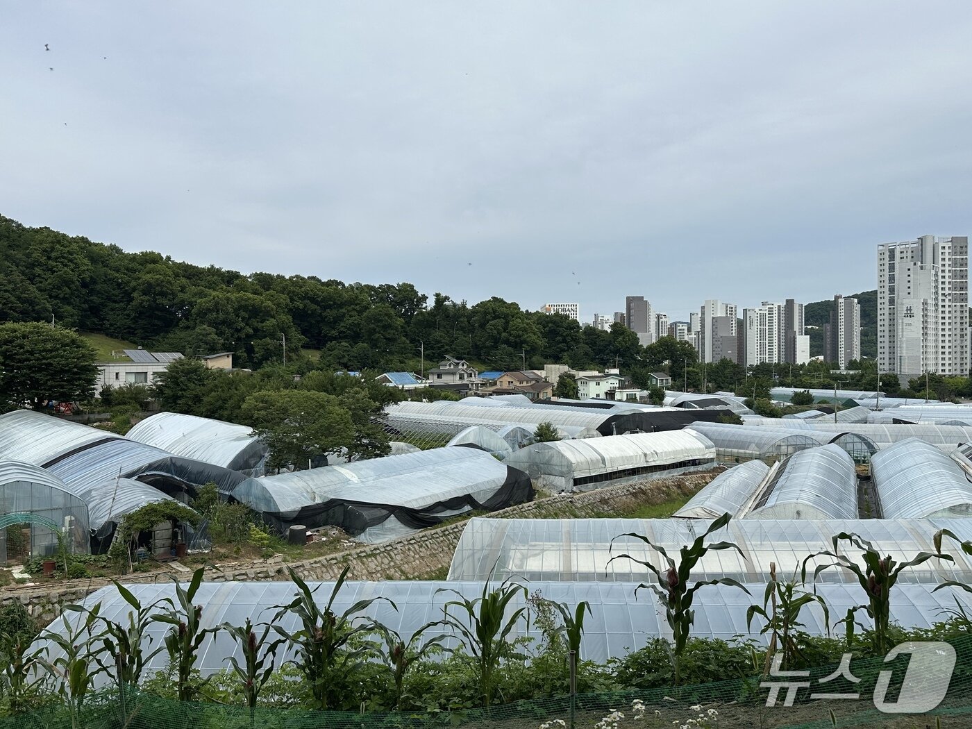 본문 이미지 - 24일 서울 서초구 '송동마을' 전경 2026.6.24 ⓒ 뉴스1 한민아 기자
