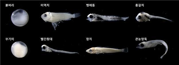 수과원 "독도 주변 해역 산란어종 지속적으로 증가"