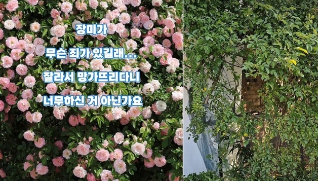 "사진 명소였는데 털렸다"…수년 가꾼 장미정원 젊은 부부가 한밤 '싹둑'