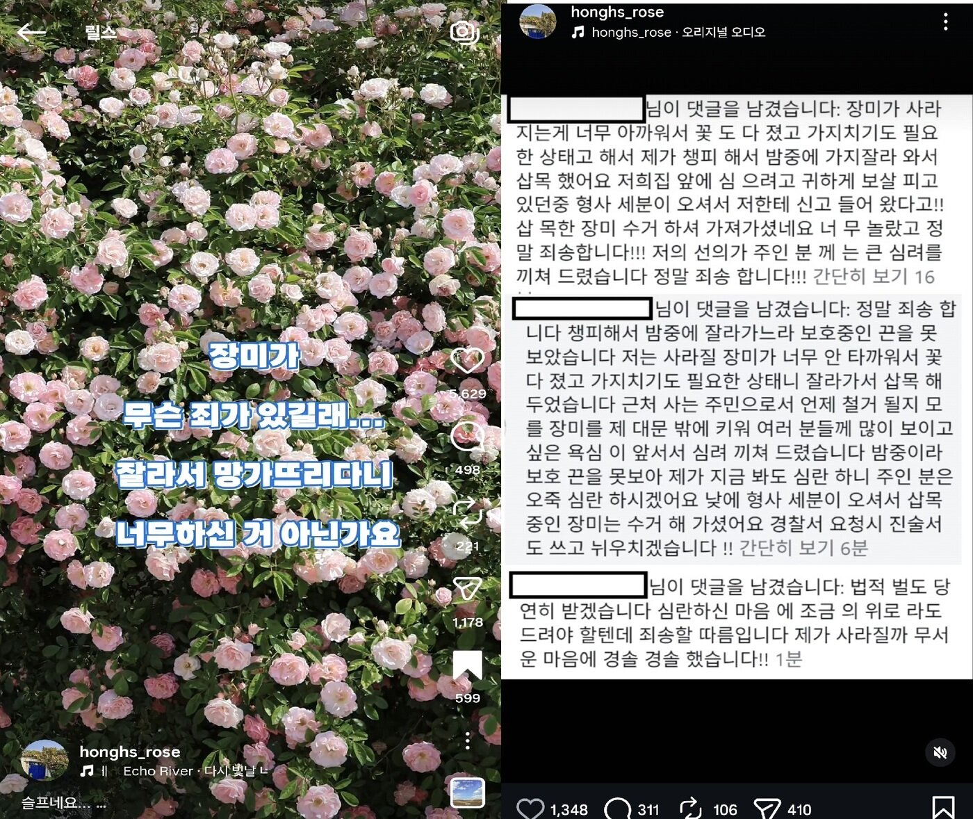 본문 이미지 - 인스타그램 '파란대문장미' 게시글 갈무리