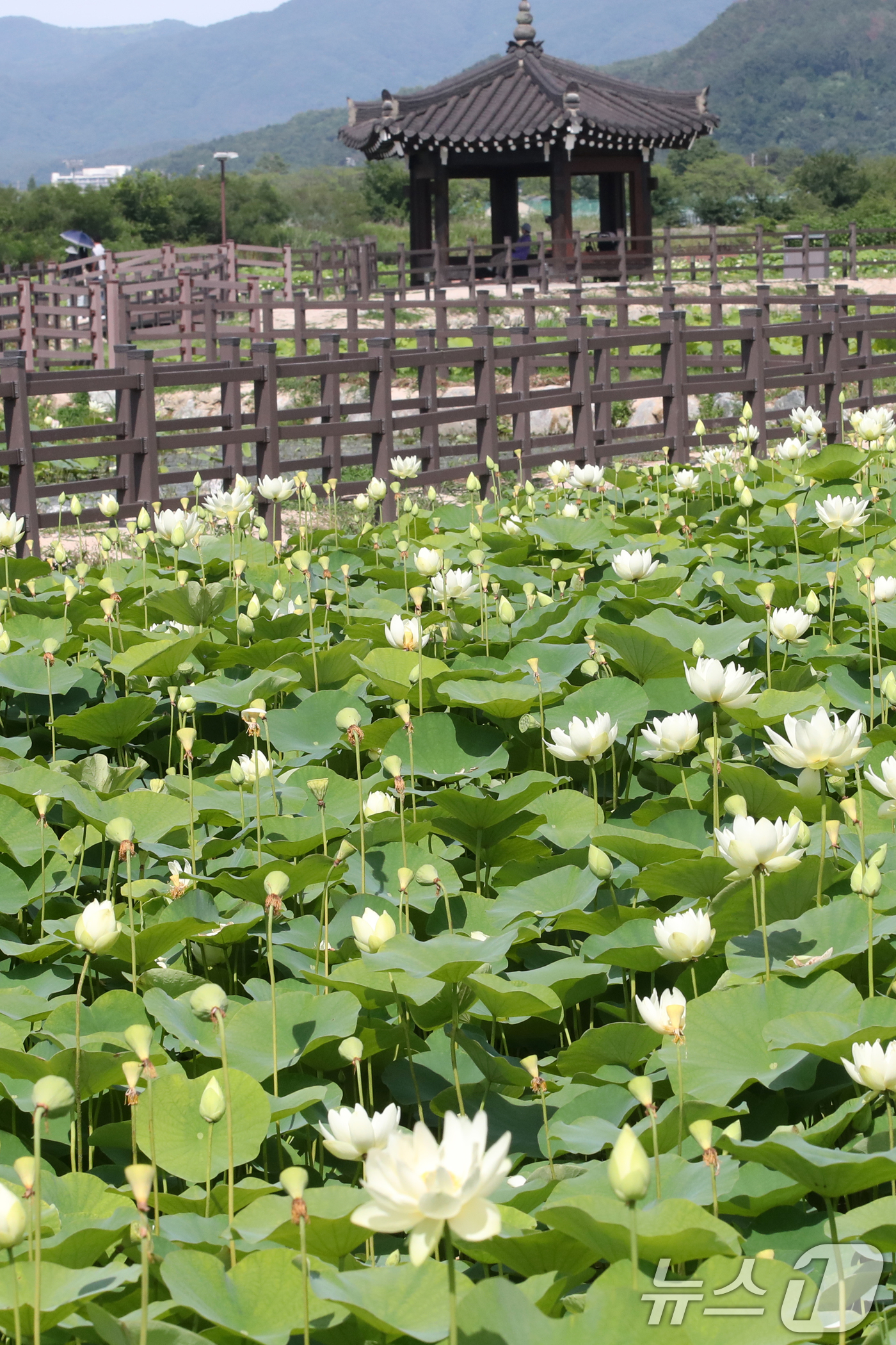 (경주=뉴스1) 최창호 기자 = 27일 오후 경북 경주시 동궁과 월지 연꽃 밭에서 연꽃들이 앞을 다퉈 꽃망을 터뜨리고 있다.  2026.6.27/뉴스1