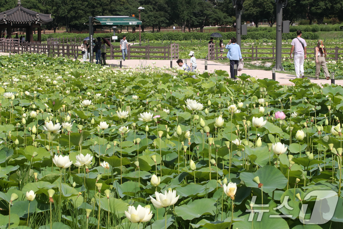 (경주=뉴스1) 최창호 기자 = 27일 오후 경북 경주시 동궁과 월지 연꽃 밭에서 관광객들이 즐거운 시간을 보내고 있다. 2026.6.27/뉴스1