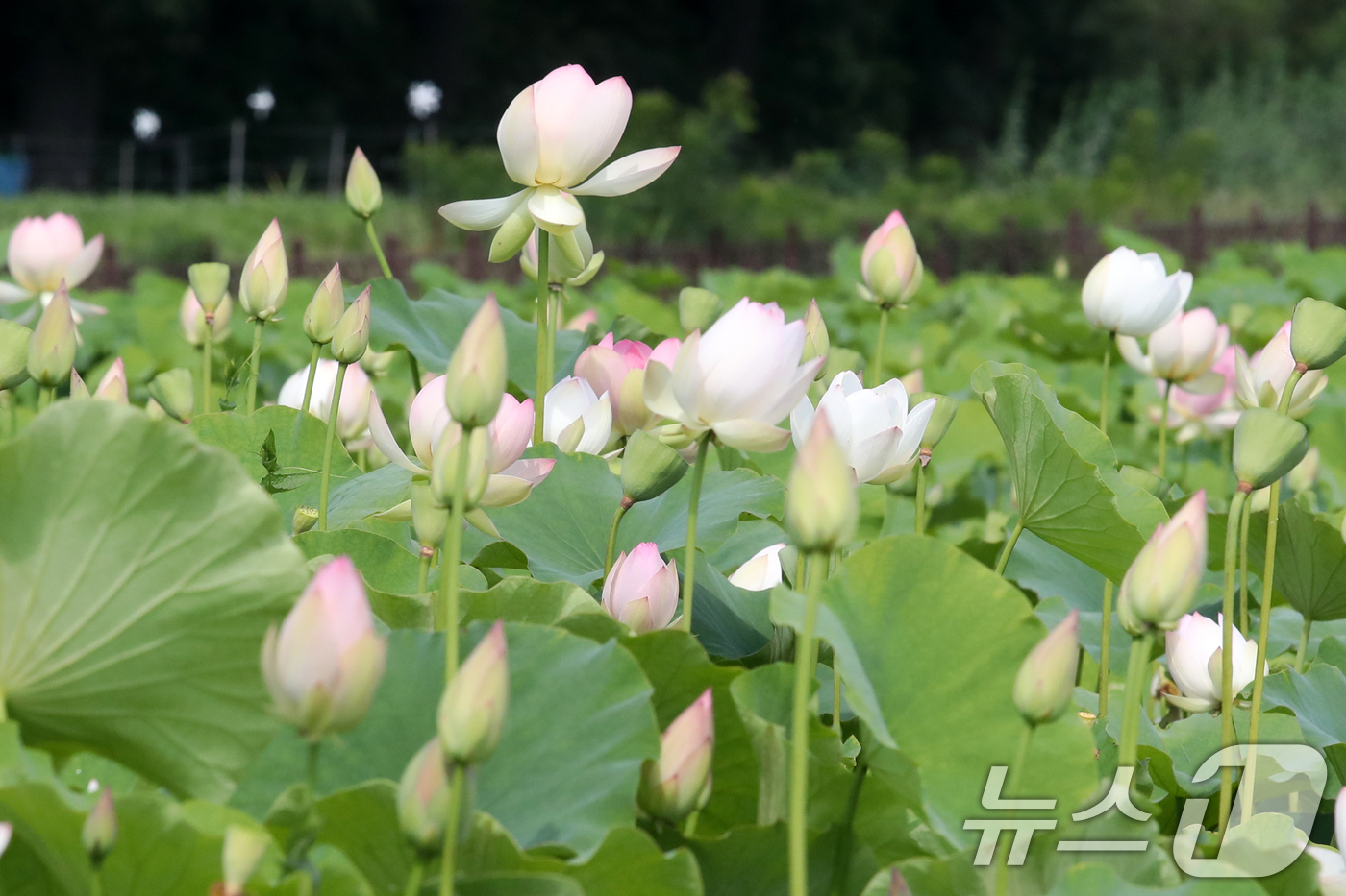 (경주=뉴스1) 최창호 기자 = 27일 오후 경북 경주시 동궁과 월지 연꽃 밭에서 연꽃들이 앞을 다퉈 꽃망을 터뜨리고 있다. 2026.6.27/뉴스1