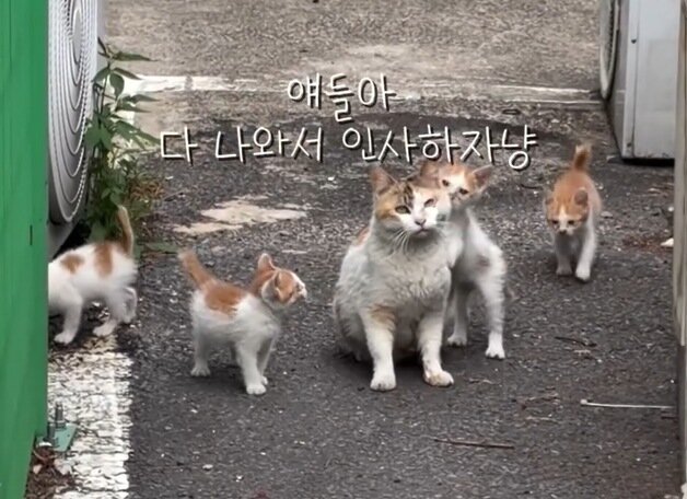 본문 이미지 - 길고양이 고구마와 새끼들(인스타그램 y.un.mango 제공) ⓒ 뉴스1