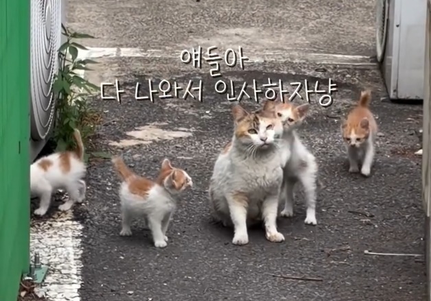 "뒤돌아보며 따라오라더니"…길고양이가 집사를 초대한 이유