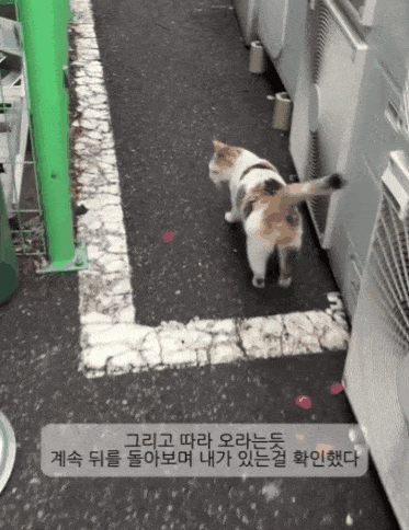 본문 이미지 - 홀로 나타나 집사를 어딘가로 인도하는 길고양이 고구마(인스타그램 y.un.mango 제공) ⓒ 뉴스1