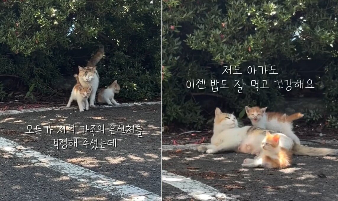 본문 이미지 - A씨는 새끼 4마리 중 2마리는 사라졌고 현재 고구마와 두 마리 새끼가 더 안전한 곳으로 거처를 옮겨 잘 지내고 있다는 근황을 올렸다(인스타그램 y.un.mango 제공). ⓒ 뉴스1