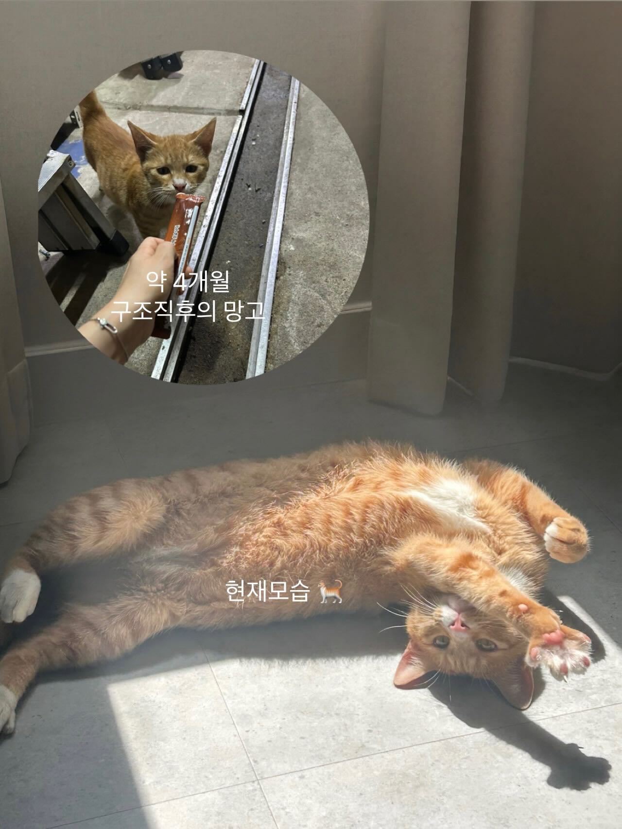 본문 이미지 - A씨는 길고양이었던 망고를 입양해 키우고 있다(인스타그램 y.un.mango 제공) ⓒ 뉴스1