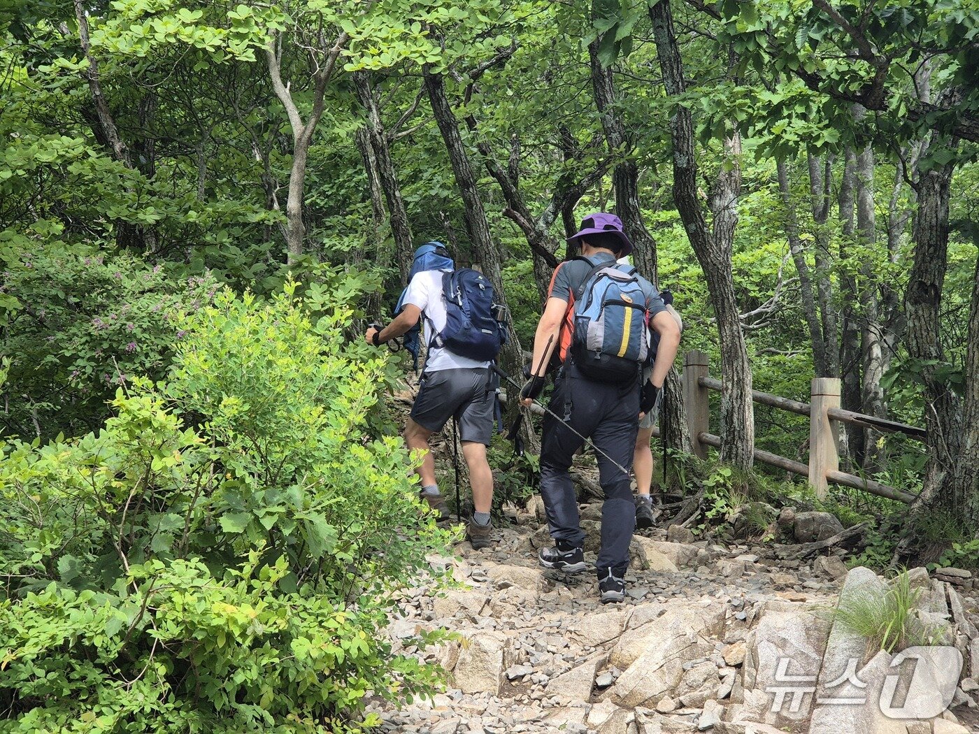 본문 이미지 - 등산객들이 28일 울산에서 가장 높은 산인 가지산을 오르고 있다. 2026.6.28 ⓒ 뉴스1 박정현 기자