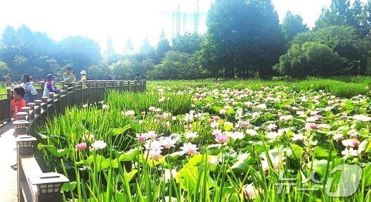 본문 이미지 - 28일 전주 덕진공원에 온 시민들이 연꽃을 배경으로 사진을 찍고 있다. ⓒ 뉴스1 임충식 기자
