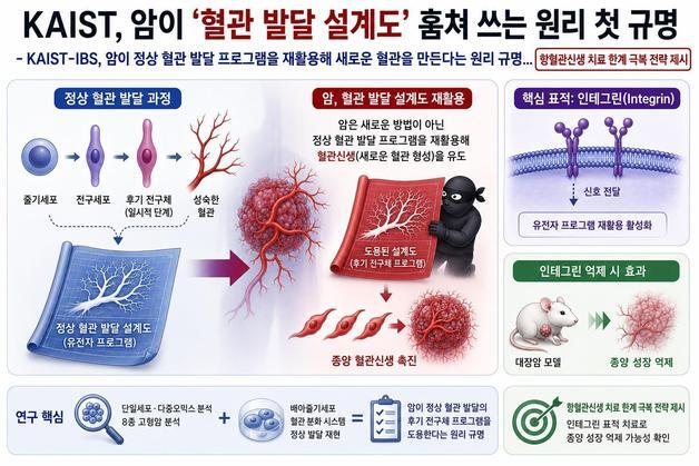 암이 혈관 만들어 퍼져나가는 원리 찾았다…새 치료 표적 제시