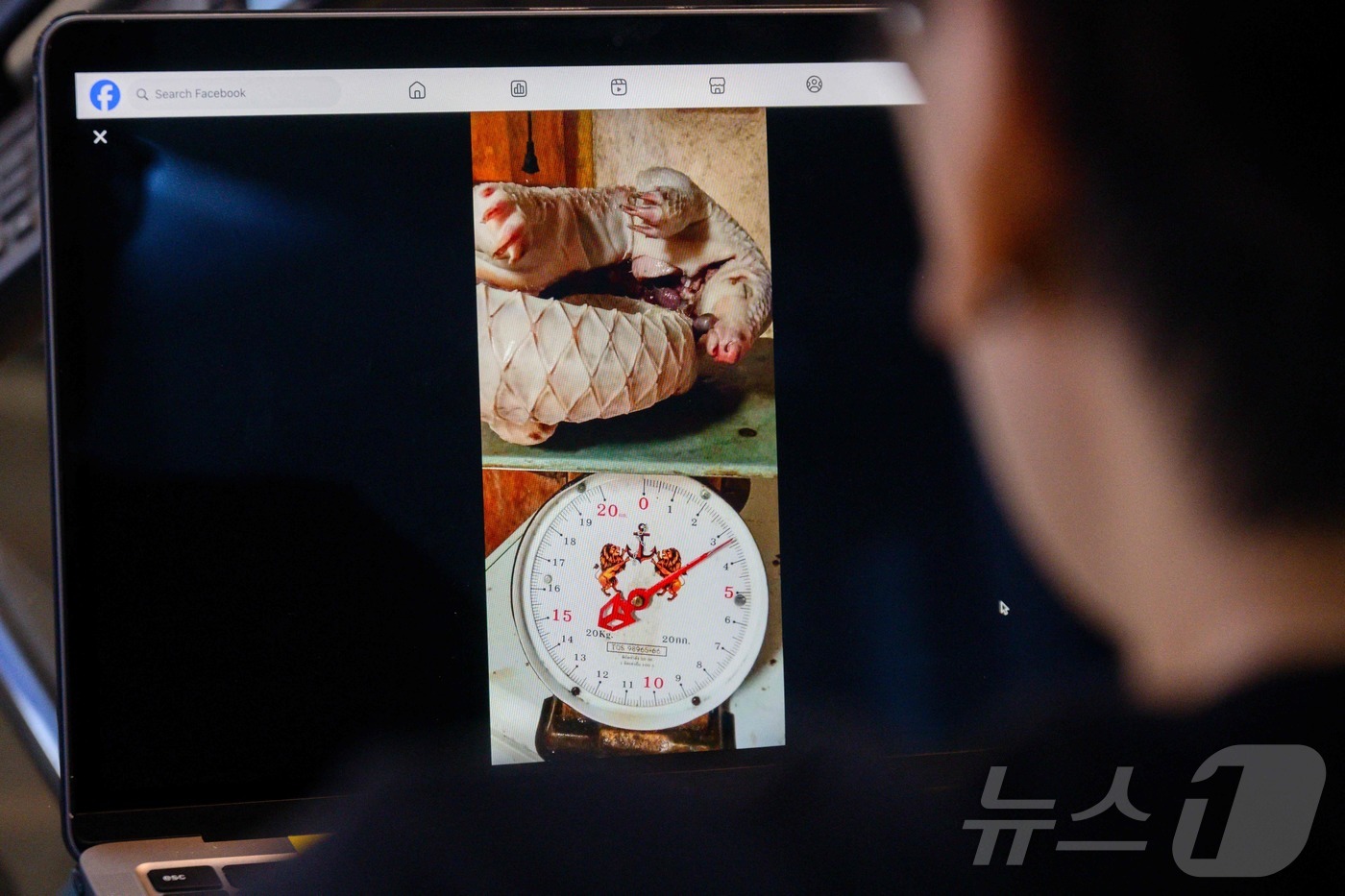 (AFP=뉴스1) 윤다정 기자 = 25일(현지시간) 죽은 천산갑을 판매한다는 내용의 글이 페이스북에 게시돼 있다. 2026.06.25.ⓒ AFP=뉴스1