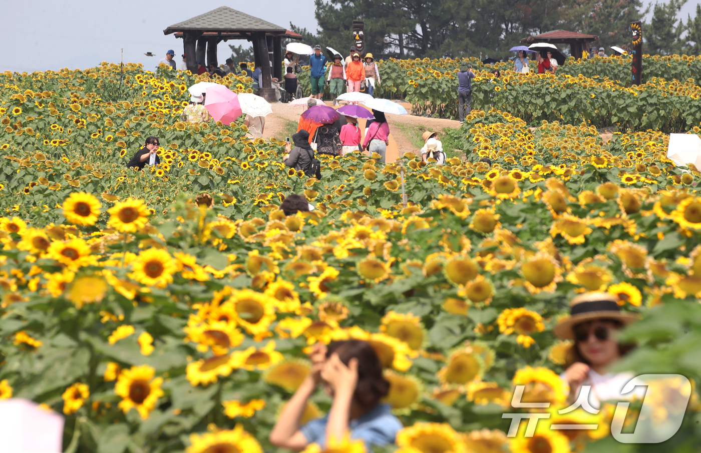 (함안=뉴스1) 윤일지 기자 = 무더위가 기승을 부린 29일 제14회 강주해바라기축제가 열리고 있는 경남 함안군 법수면 강주해바라기마을을 찾은 관광객들이 해바라기를 구경하고 있다. …