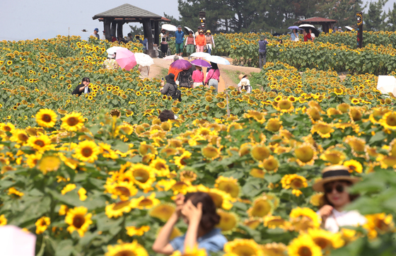 '노란 물결' 해바라기 축제 찾은 관광객들