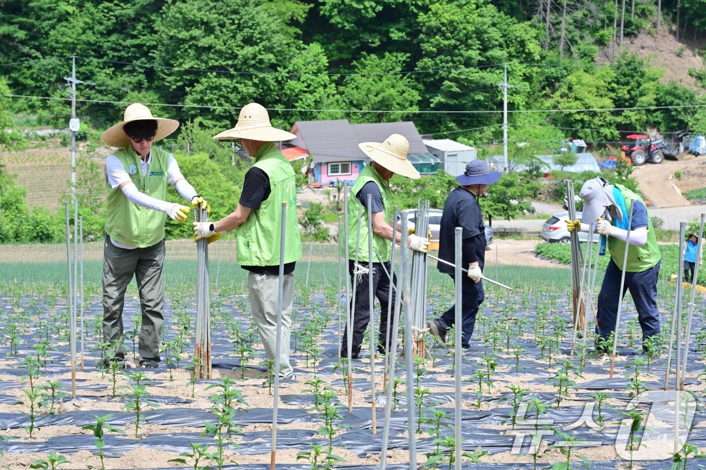 (서울=뉴스1) = 이동근 농협유통 하나로마트 대표이사 등 임직원들이 지난 2일 농촌 일손돕기 봉사활동을 위해 강원도 평창 진부농협 관내 농가를 방문, 고추 지주대 설치 작업을 하 …