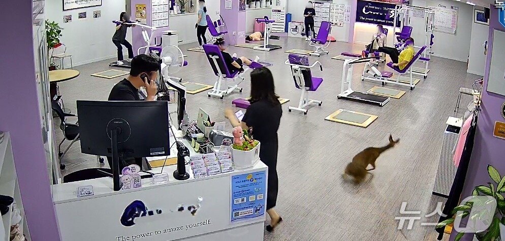 본문 이미지 -  제천 여성전용 운동센터에서 뛰어다니는  야생고라니.(독자 제공. 재판매 및 DB금지)/뉴스1