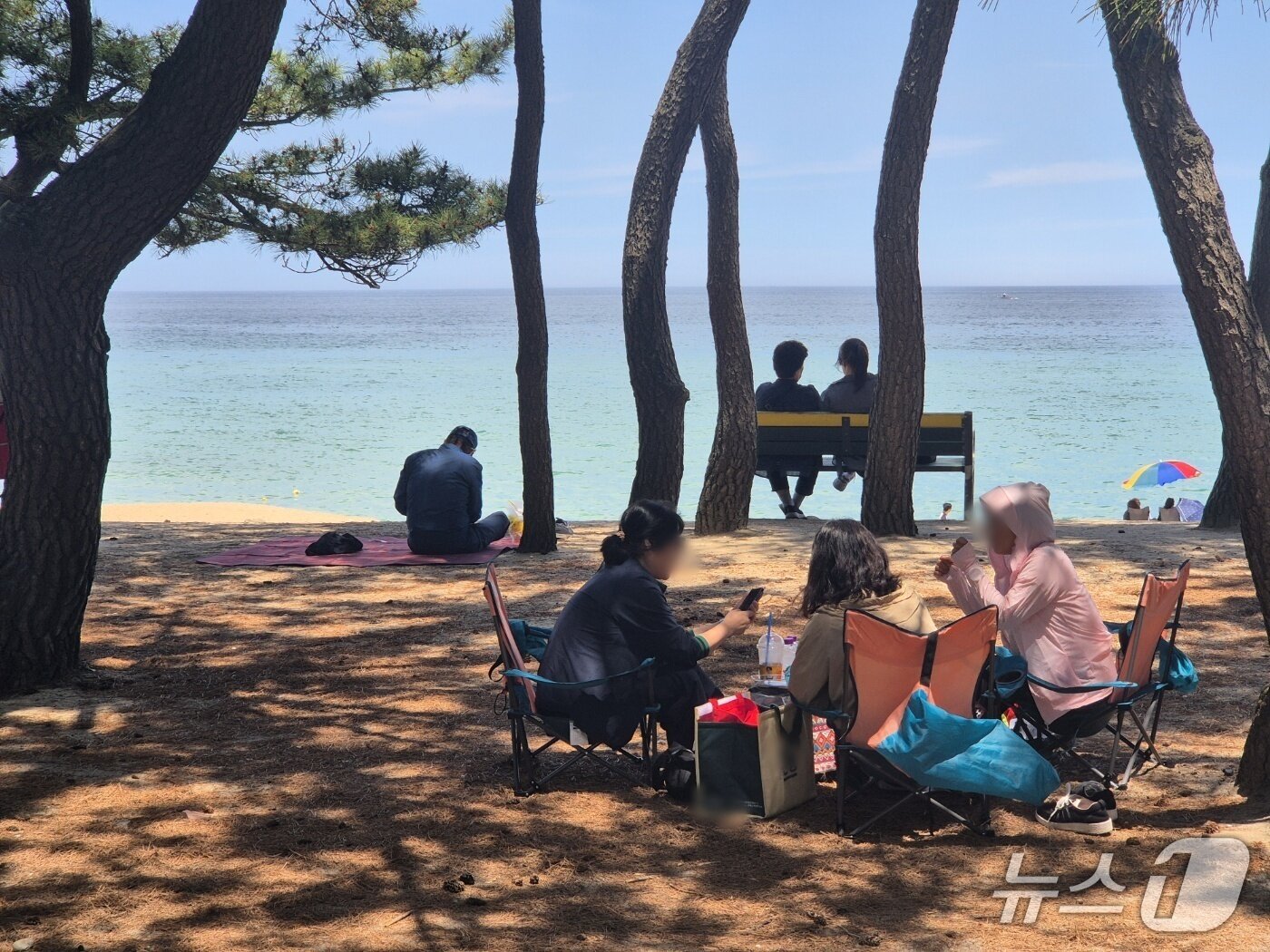 본문 이미지 - 제9회 전국동시지방선거 본투표일인 3일 강원 강릉지역 대표 피서지인 송정해변 솔밭에서 시민들이 솔바람을 쐬며 나른한 오후를 즐기고 있다. 2026.6.3/뉴스1 윤왕근 기자