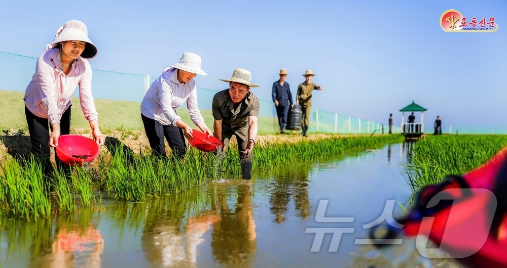 (평양 노동신문=뉴스1) = 북한 노동당 기관지 노동신문은 30일 "논판에 새끼물고기들을 놓아주고 있다"며 룡천군을 조명했다. [국내에서만 사용가능. 재배포 금지. DB 금지. F …