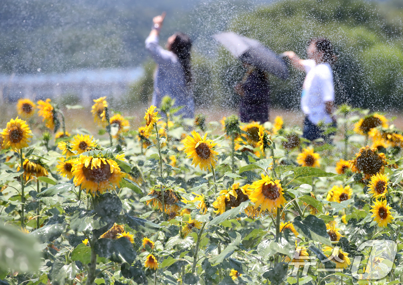 (경산=뉴스1) 공정식 기자 = 낮 기온이 32도를 넘는 무더위가 이어진 30일 경북 경산시 하양읍 대부잠수교 인근 하양경관농업단지에 설치된 분수호스가 뙤약볕에 지친 해바라기에 물 …