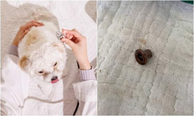 반복된 구토·설사, 장염 아니었다…반려견 소장 막은 원인은