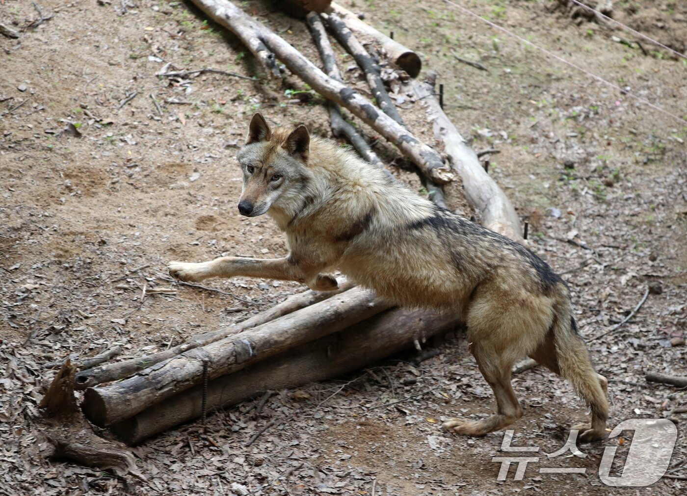 본문 이미지 - 늑대 '늑구' 탈출로 문을 닫았던 대전 오월드가 재개장을 앞두고 4일 오월드 늑대사에서 늑구를 공개했다. 지난 4월 8일 늑구 탈출로 인해 휴장했던 오월드는 외부 전문가가 참여한 시설점검 후 보완사항에 대한 조치계획을 수립해 시설 보강작업을 진행하고 5일부터 운영에 들어간다. 늑구는 지난 4월 8일 오월드 사육시설의 철조망 아래 땅을 파고 탈출했다가 10일 만인 17일 0시 44분쯤 동물원에서 약 1㎞ 떨어진 장소에서 포획됐다. 2026.6.4 ⓒ 뉴스1 김기태 기자