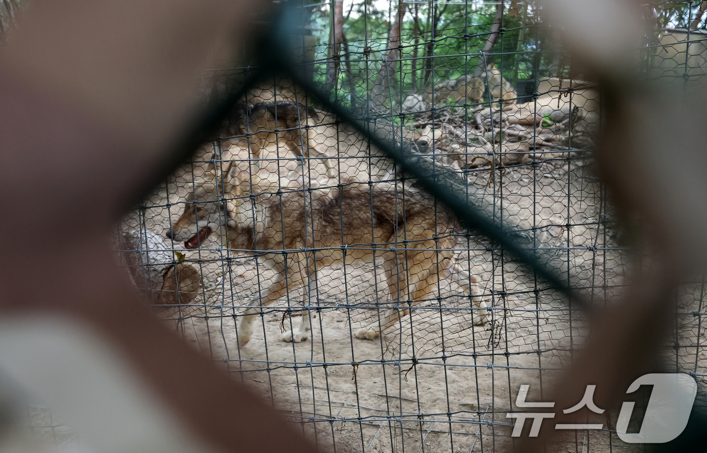 (대전=뉴스1) 김기태 기자 = 늑대 '늑구' 탈출로 문을 닫았던 대전 오월드가 재개장을 앞두고 4일 오월드 늑대사를 공개했다. 늑대사에는 기존 울타리외에 2차 외곽 울타리를 추가 …