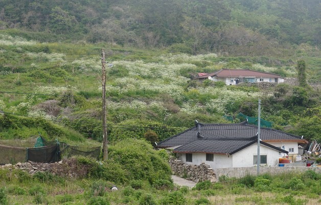 [진도의 섬, 세상의 별 ㉔]…서거차도(西巨次島)