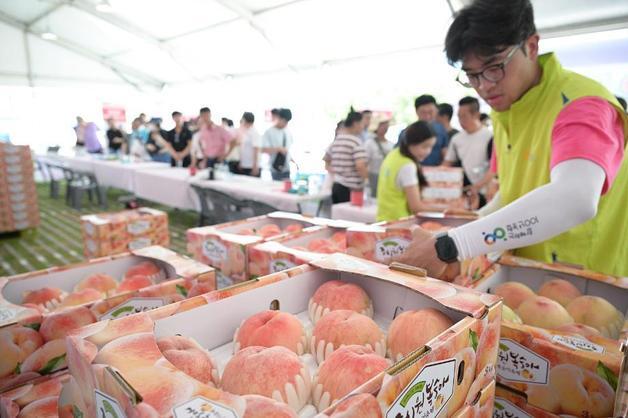 세종 조치원복숭아축제…'청소년 댄스 경연대회' 참가팀 모집