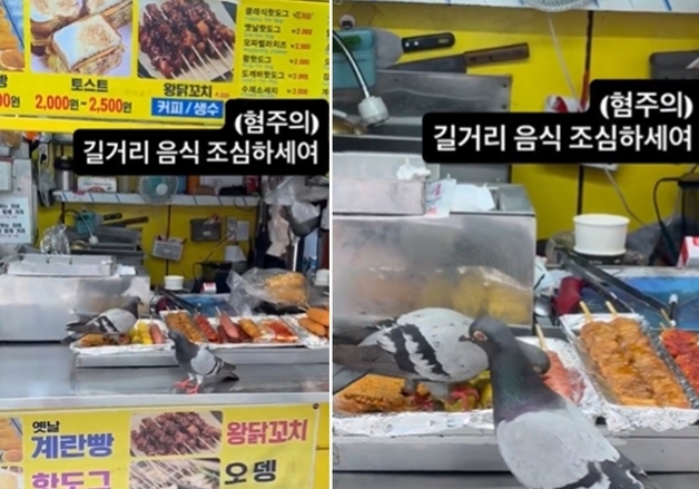 음식 위에 발 딛고 닭꼬치 먹는 비둘기…길거리 음식 누가 사 먹겠나[영상]