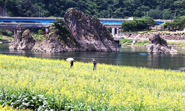 [풍경] 단양 강물 옆 세 봉우리, 곁에 핀 봄…도담정원 관광객 맞이