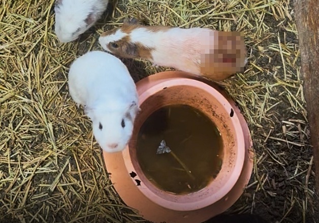 "살갗 찢겼는데 전시는 계속"…아기동물 체험장의 충격 실태 고발