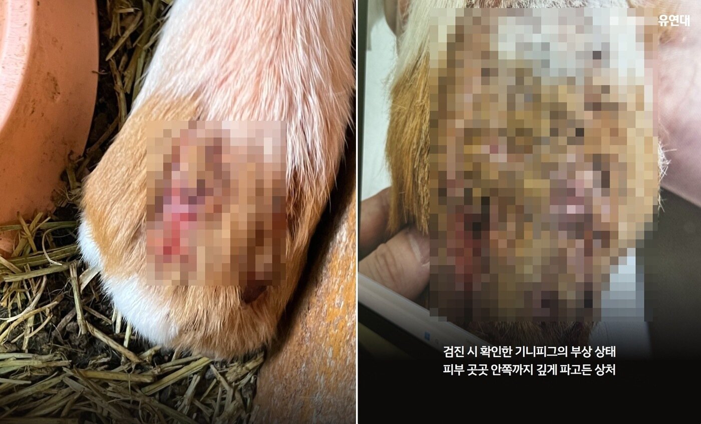 본문 이미지 - 구조된 기니피그는 검진 결과 장기간 반복된 교상으로 진피증까지 손상됐으며 손상 범위가 넓은 상태였다(동물자유연대 제공). ⓒ 뉴스1