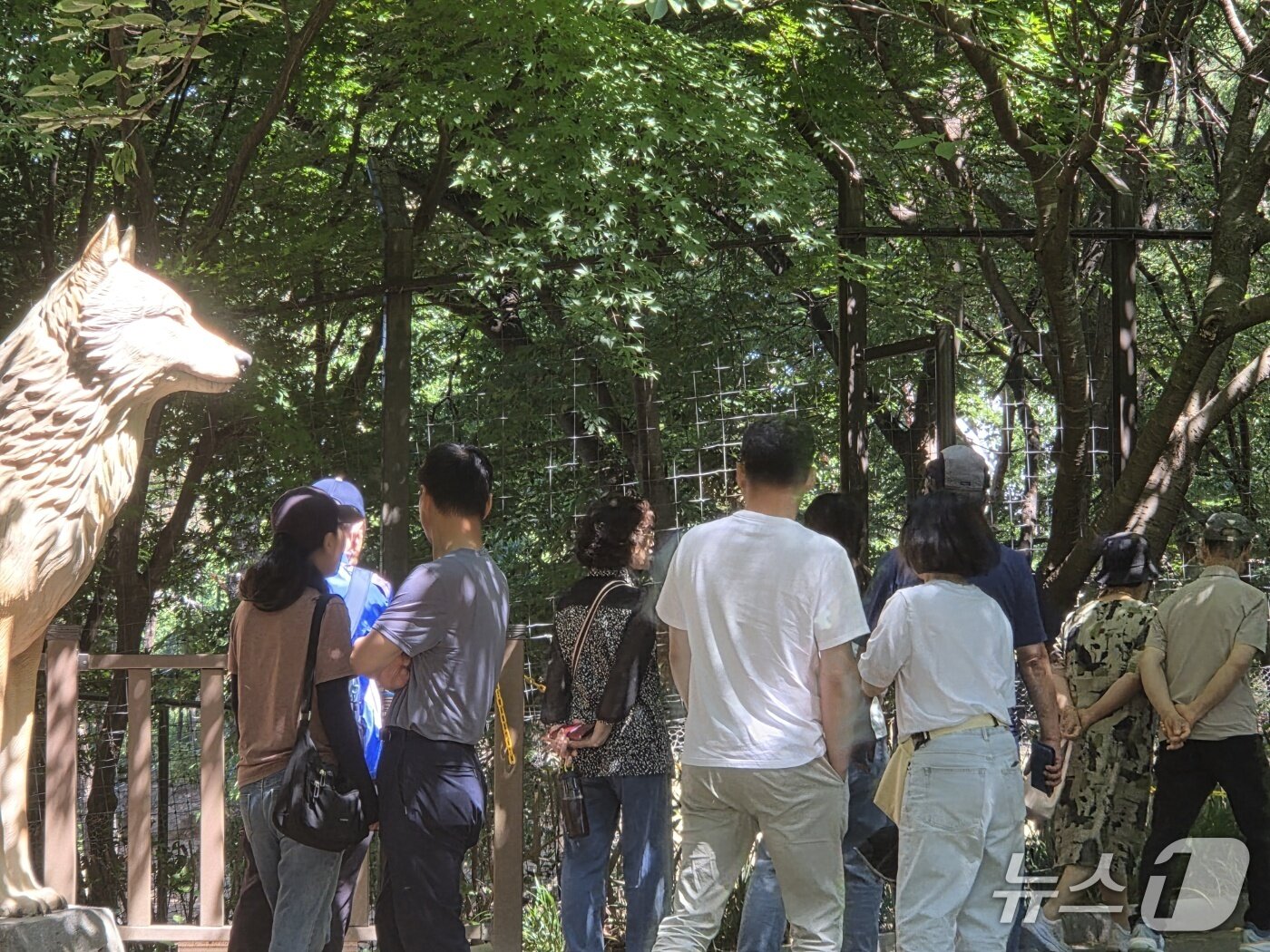 본문 이미지 - 주말인 6일 오월드 늑대 사파리에 관람객들이 모여들어 늑구를 찾고 있다. ⓒ 뉴스1 김종서 기자