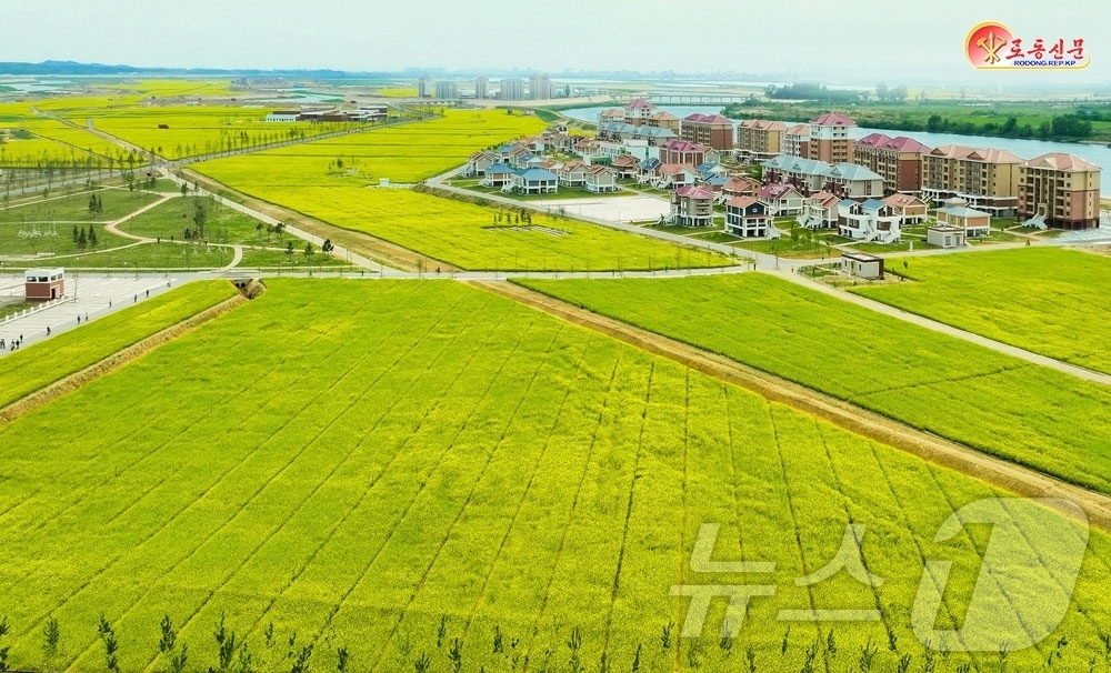 (평양 노동신문=뉴스1) = 북한 노동당 기관지 노동신문은 8일 위화도 신의주온실종합농장에 유채꽃이 핀 모습을 선전했다. [국내에서만 사용가능. 재배포 금지. DB 금지. For …