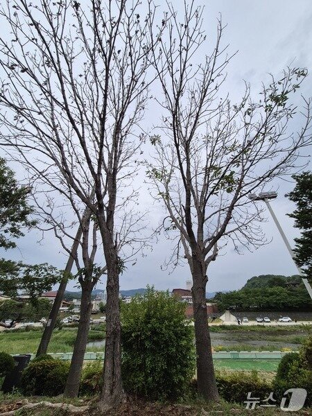본문 이미지 - 충북 영동군이 조성한 이수공원 내 조경수가 무단 훼손돼 고사 위기에 처했다.(독자 제공. 재판매 및 DB금지)/뉴스1